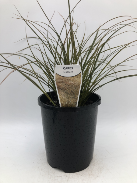 Carex testacea Orange Sedge