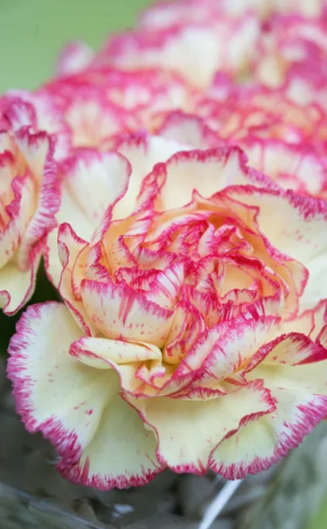 Carnation - Pink Bicolour