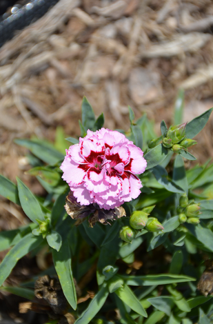 Carnation  Constant Beauty Pink