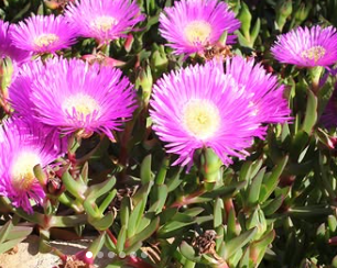 Carpobrotus glaucescens (CAR10)  AUSSIE RAMBLER ™