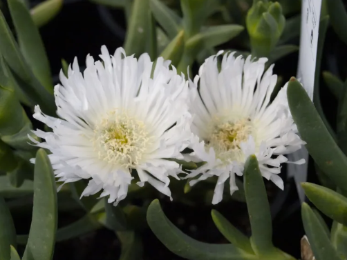 Carpobrotus rossii White Hot