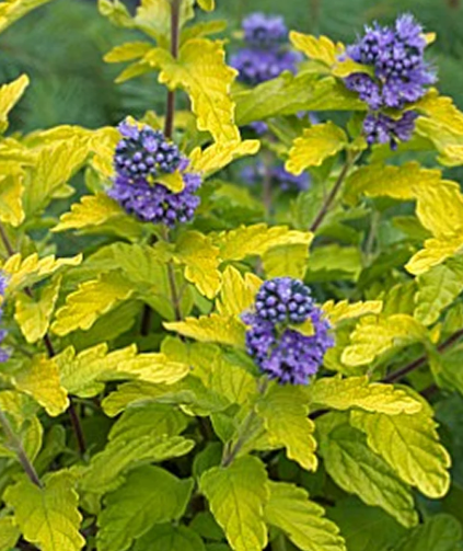 Caryopteris x. clandonensis Hint of Gold