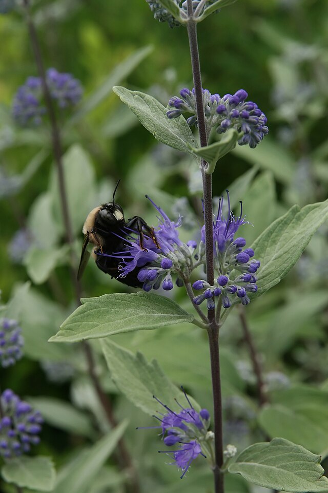 Caryopteris x clandonensis