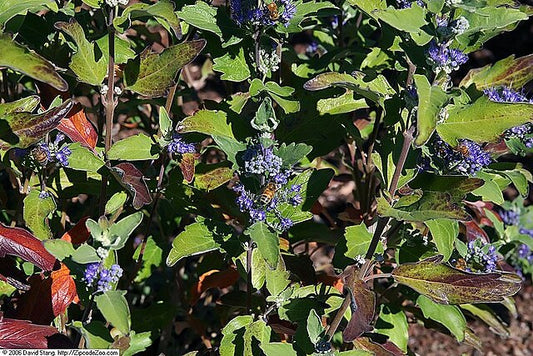 Caryopteris x clandonensis