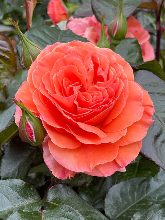 Rose - Casanova