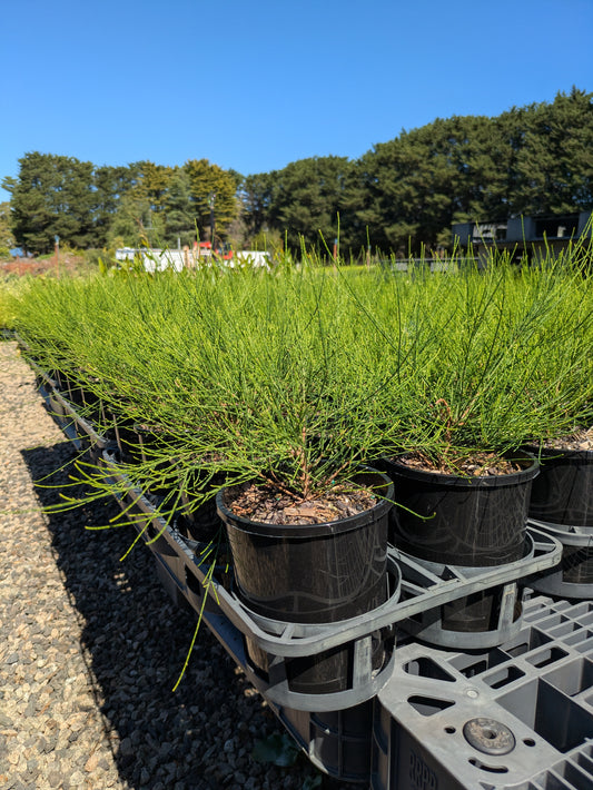 Casuarina Green Wave