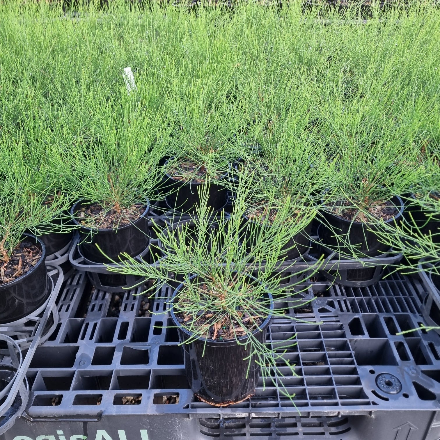 the plant broker