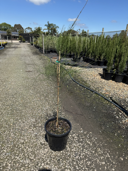 Casuarina glauca