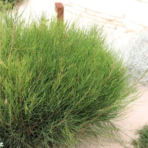Casuarina glauca 'Greenwave' pbr