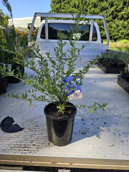Ceanothus Blue Pacific