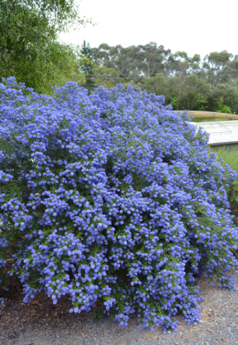 Ceanothus Blue Pacific