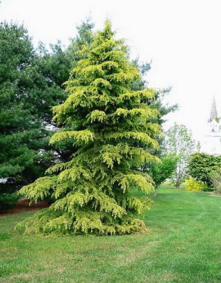 Cedrus atlantica Aurea