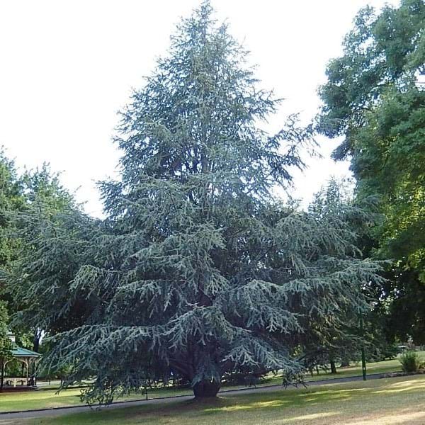 Cedrus atlantica Glauca