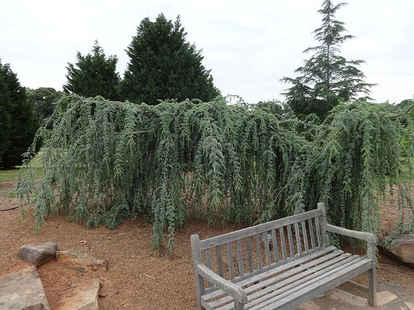 cedrus atlantica glauca pendula fish hook Cedrus atlantica Glauca Pendula – The Plant Broker