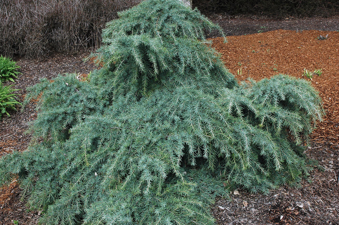 Cedrus deodara Feelin Blue