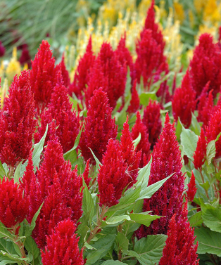 Celosia spp. Red