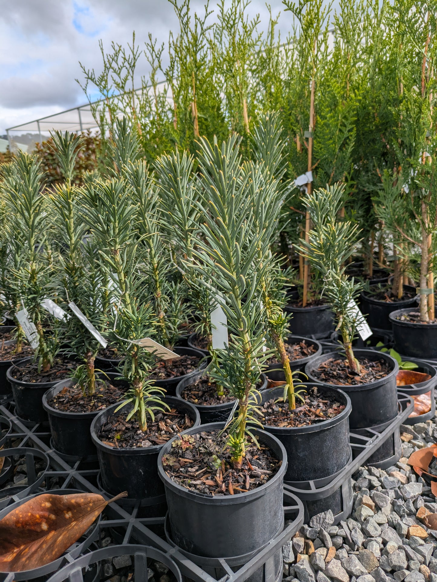 Cephalotaxus harringtonia Fastigiata