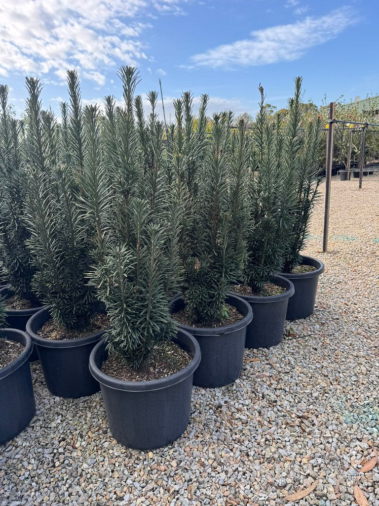 Cephalotaxus harringtonia Fastigiata