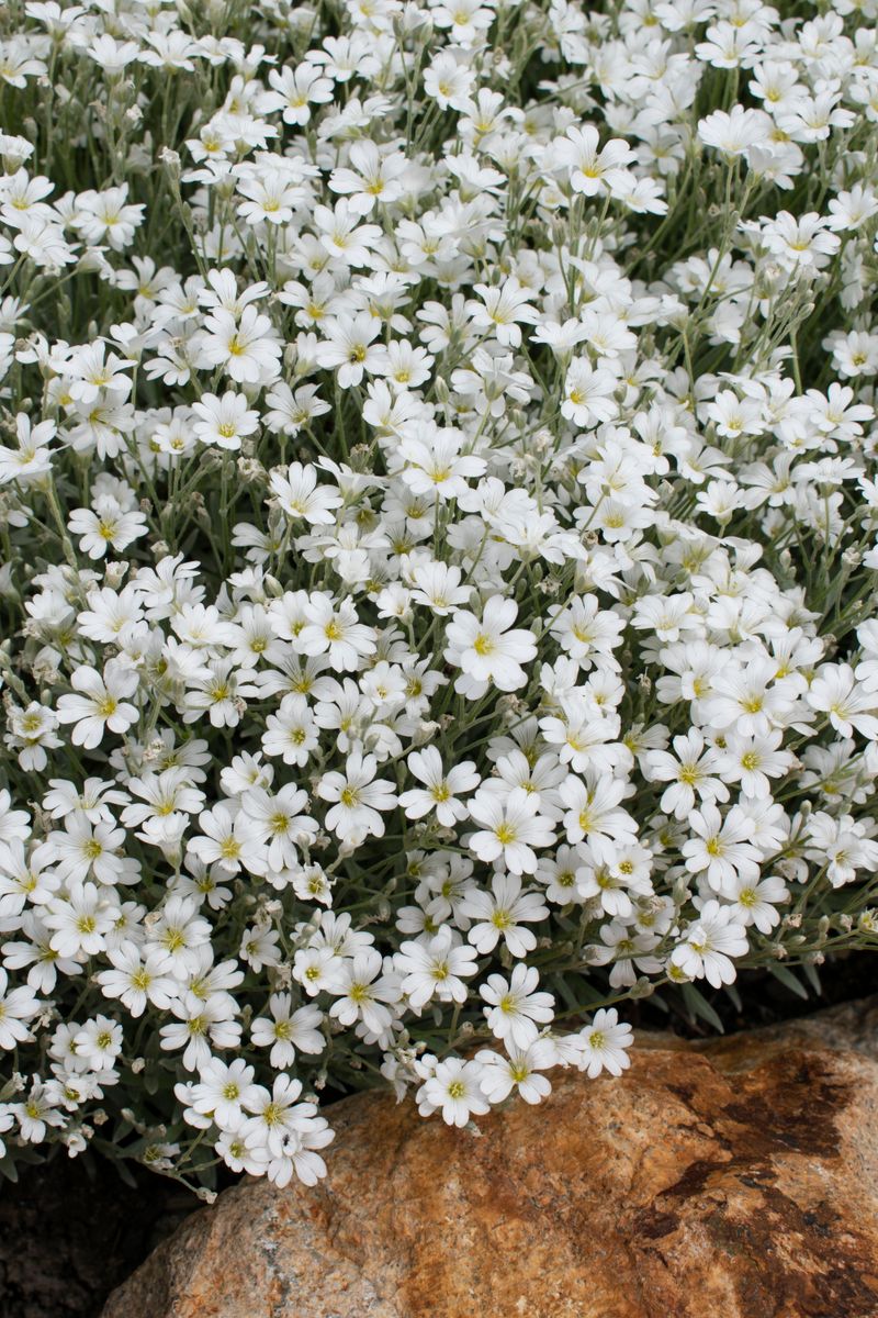 Cerastium ‘Snow in Summer’