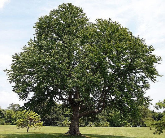 Cercidiphyllum japonicum