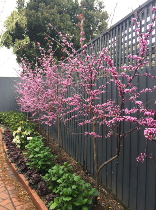 Cercis canadensis