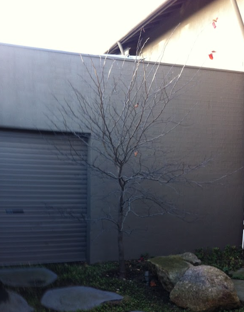 Cercis canadensis