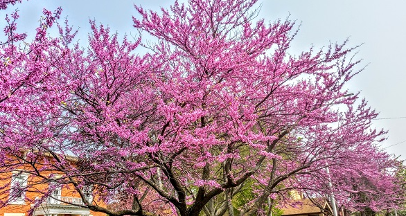 Cercis canadensis