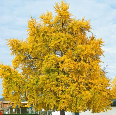 Cercis canadensis 'Aurelian'