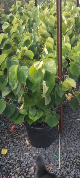 the plant broker