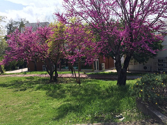 Cercis siliquastrum