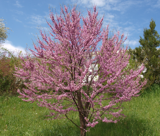 Cercis siliquastrum Showgirl