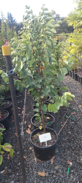 Cercis siliquastrum Showgirl