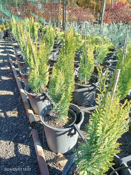Chamaecyparis lawsoniana Alumigold