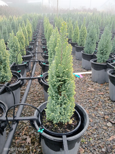 Chamaecyparis lawsoniana Ellwoods Gold