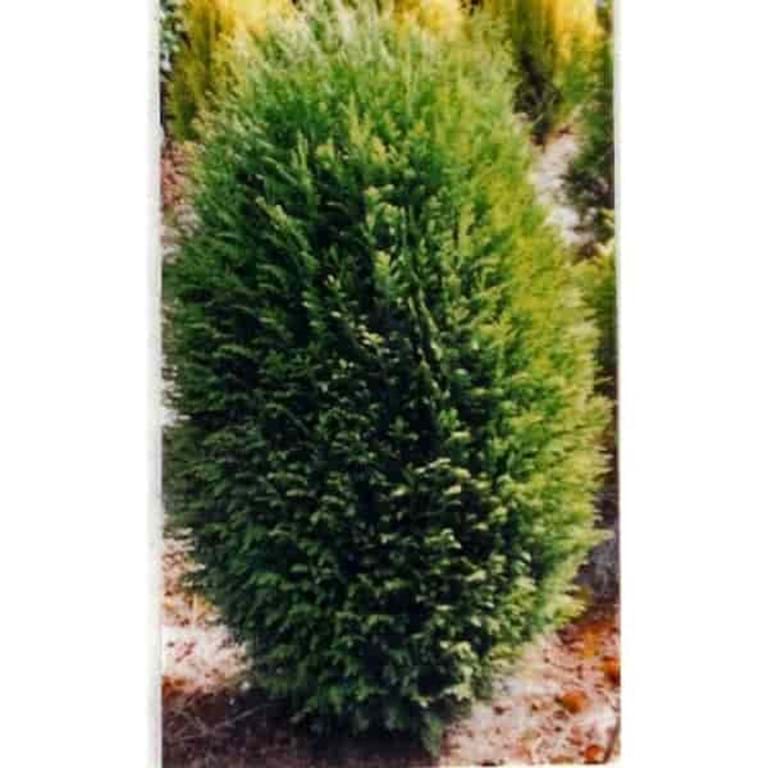 Chamaecyparis lawsoniana Erecta Viridis