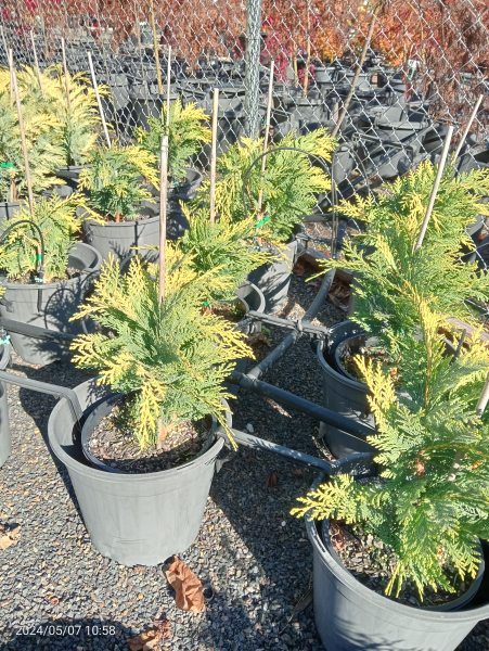 Chamaecyparis lawsoniana Golden Showers