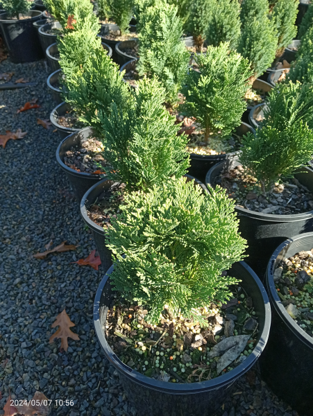 Chamaecyparis lawsoniana Minima Glauca