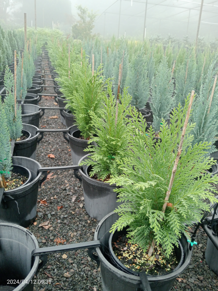Chamaecyparis lawsoniana Olbrichii