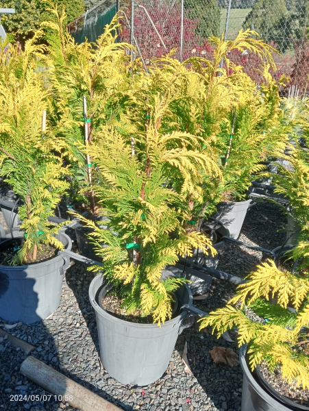 Chamaecyparis lawsoniana Stewardii