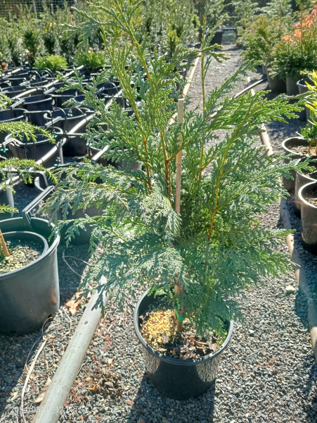 chamaecyparis potted plant Chamaecyparis nootkatensis Glauca – The Plant Broker