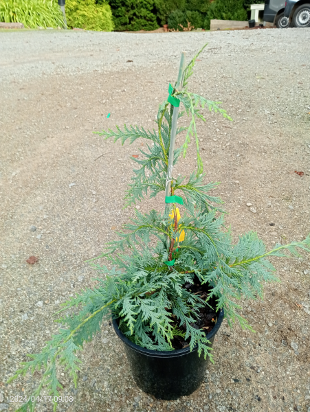 Chamaecyparis nootkatensis Green Spire