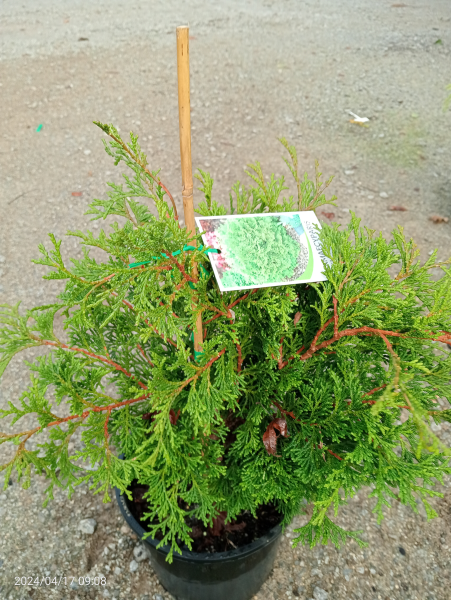 Chamaecyparis obtusa Pygmaea