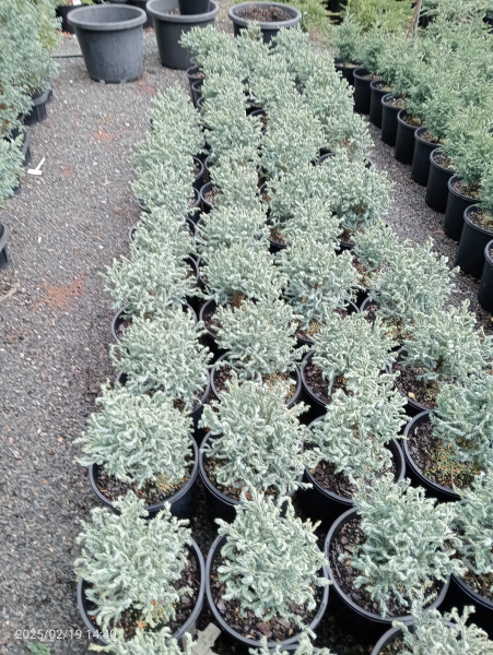 Chamaecyparis pisifera Curly Top