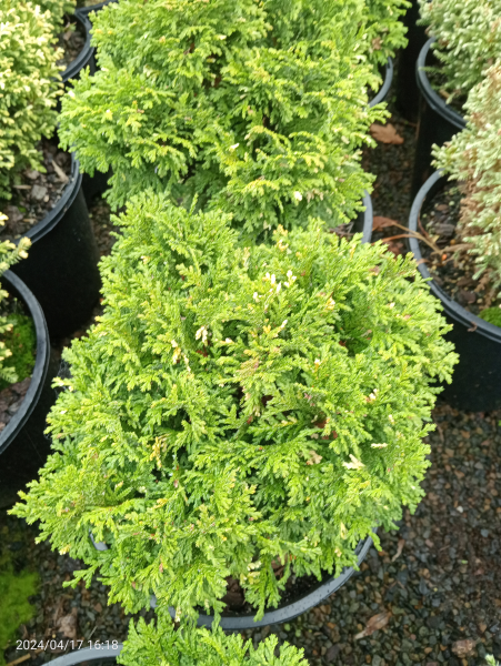 Chamaecyparis pisifera Nana Albo-variegata