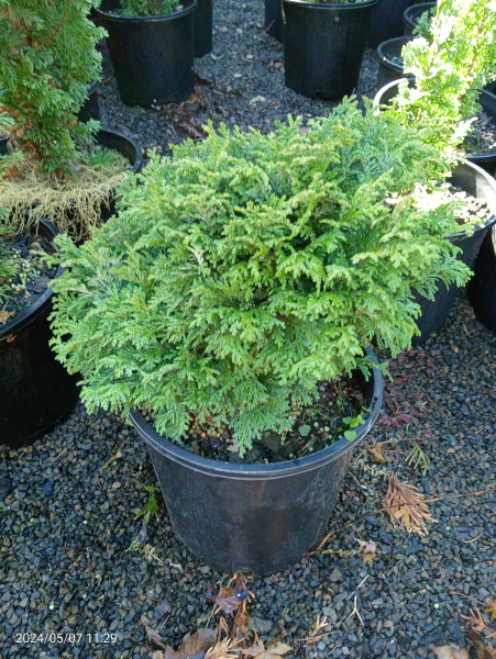Chamaecyparis pisifera Nana Parslori