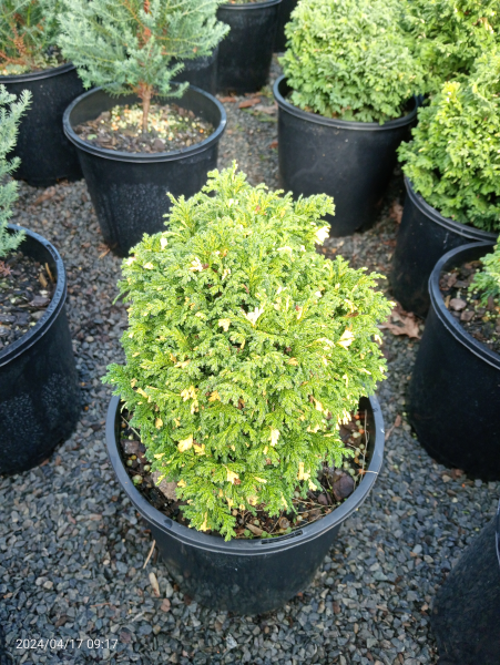 Chamaecyparis pisifera nana variegata