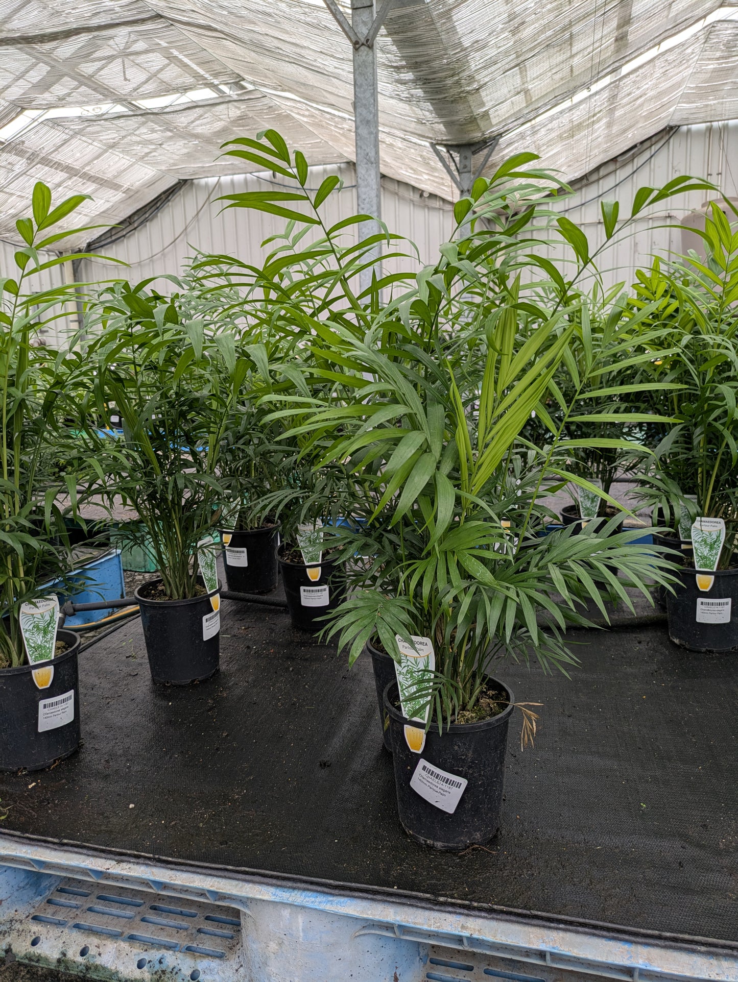 Chamaedorea elegans