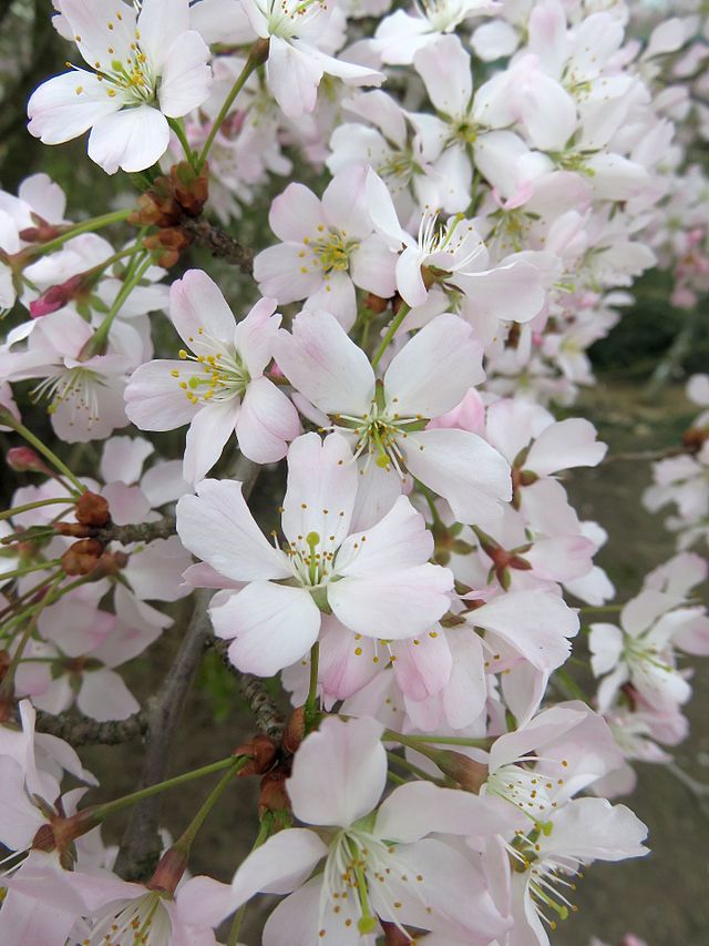 Cherry – Prunus incisa 'Kojo No Mai'