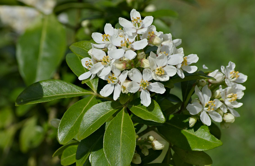 Choisya ternata