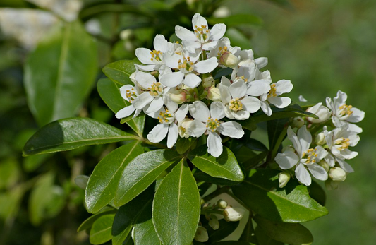 Choisya ternata